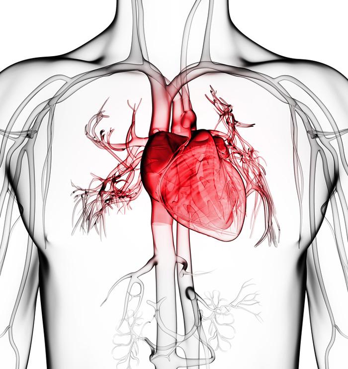 Investigadores hallan papilas gustativas en el corazón-0