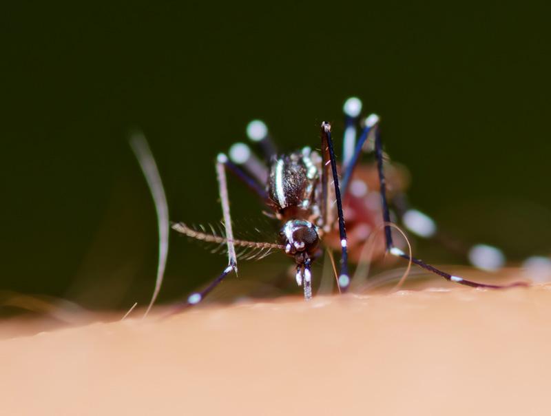 Las motocicletas pueden salvarnos de los virus transmitidos por mosquitos-0
