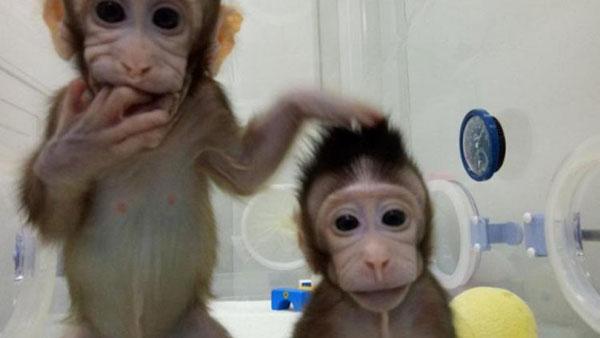 Por primera vez en la historia, logran clonar a un primate-0