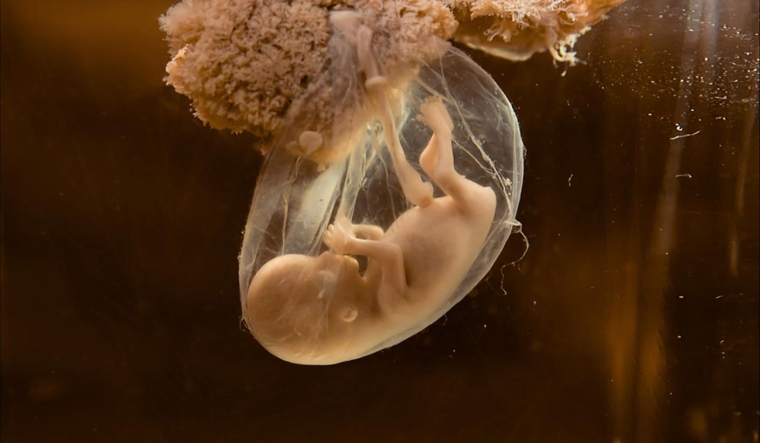 Logran crear embriones sintéticos, sin usar óvulos, esperma ni fertilización-0